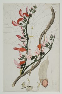 Butea superba Willd, 1787